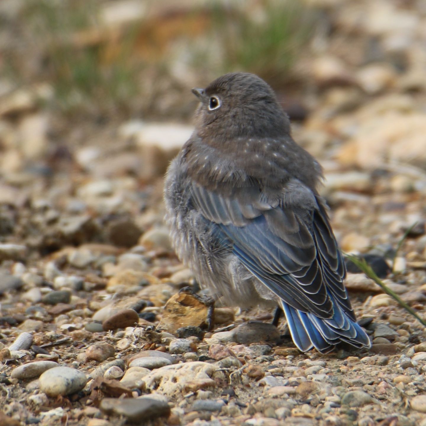 Mountain Bluebird